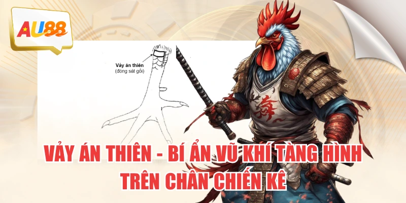 Vảy Án Thiên – Bí Ẩn Vũ Khí “Tàng Hình” Trên Chân Chiến Kê 1 Vảy Án Thiên – Bí Ẩn Vũ Khí “Tàng Hình” Trên Chân Chiến Kê